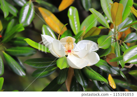 Magnolia magnolia in bloom 115191053