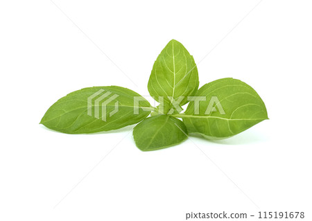 Basil (Ocimum basilicum) on white background Basil (Ocimum basilicum) on white background 115191678