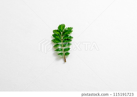 Japanese pepper sprouts Japanese pepper sprouts 115191723