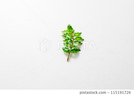 Japanese pepper sprouts Japanese pepper sprouts 115191726