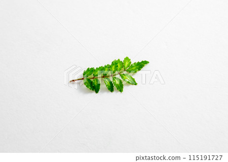 Japanese pepper sprouts Japanese pepper sprouts 115191727