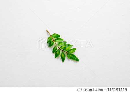 Japanese pepper sprouts 115191729