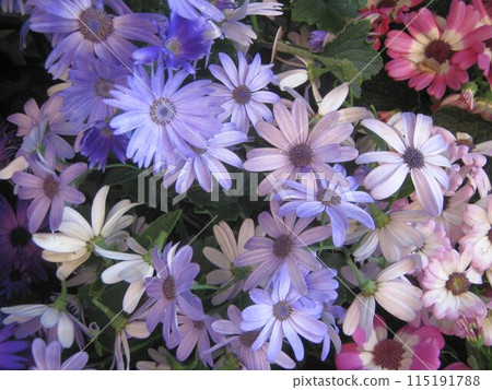 Close-up of purple cineraria flowers 115191788