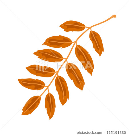 Illustration of rowan leaf. Decorative autumn foliage. 115191880