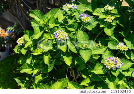 繡球花在花床上 115192480