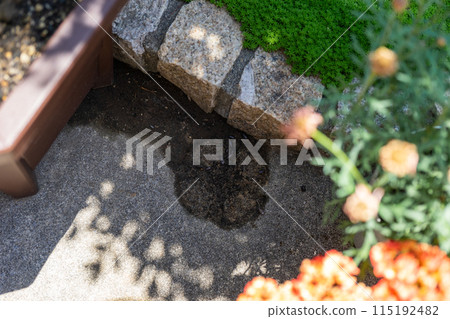 花盆下的藥丸蟲 115192482