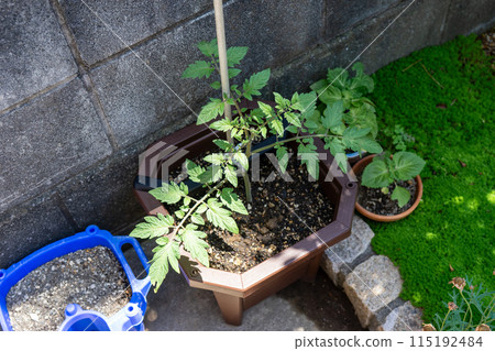在花盆裡種植西紅柿 在花盆裡種植西紅柿 115192484