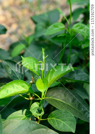 Gurmar plant (Gymnema inodorum) in organic garden, Food and Medicine herbal plant 115192709