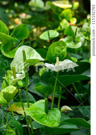 White green Anthurium flower blossom in garden 115192765