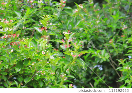 箱根天空樹的花會變色 115192933