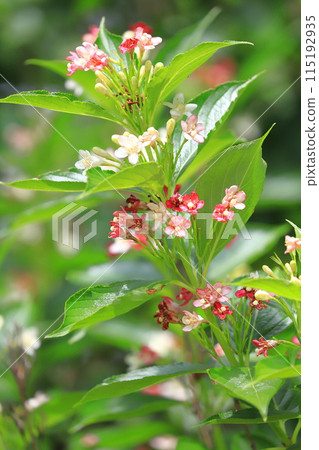 The color-changing flowers of Hakone Deutzia 115192935