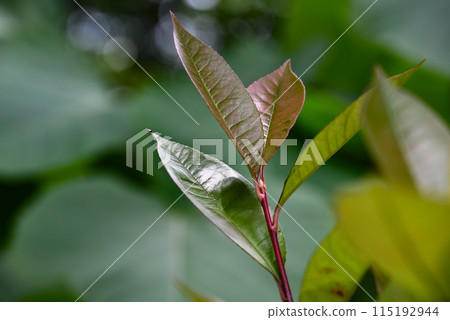Young leaf of a beak Young leaf of a beak 115192944