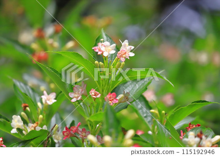 The color-changing flowers of Hakone Deutzia 115192946