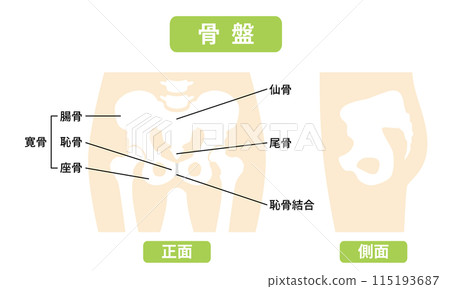 2024-Human body-Pelvis illustration 2024-Human body-Pelvis illustration 115193687
