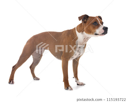 staffordshire bull terrier 115193722