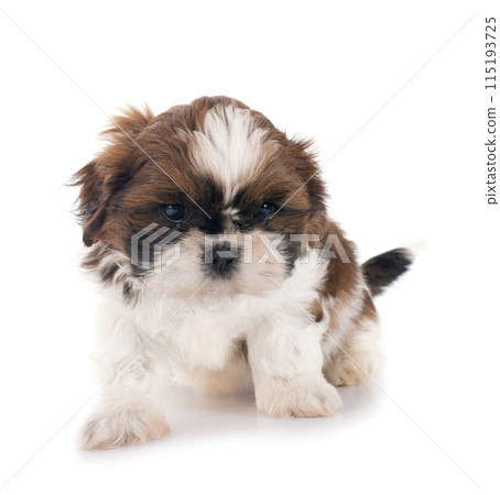 puppy Shih Tzu in studio puppy Shih Tzu in studio 115193725
