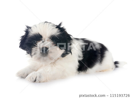 puppy Shih Tzu in studio puppy Shih Tzu in studio 115193726