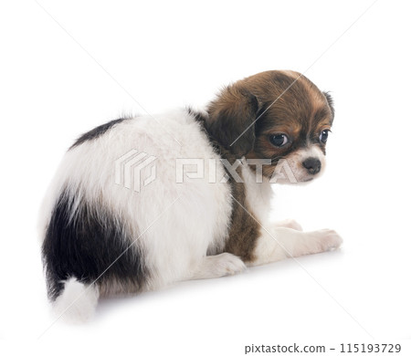 puppy chihuahua in studio 115193729