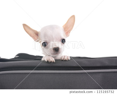 puppy chihuahua in studio puppy chihuahua in studio 115193732