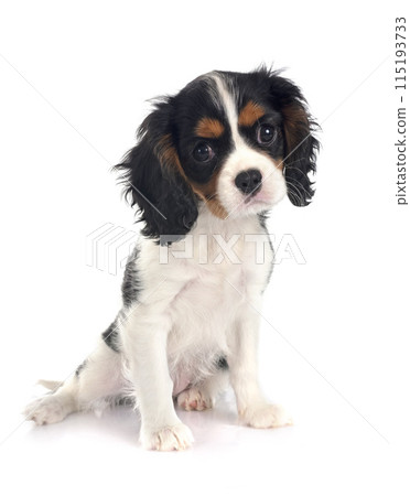 cavalier king charles 115193733