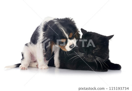 cavalier king charles and cat 115193734