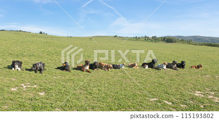 group of dogs group of dogs 115193802