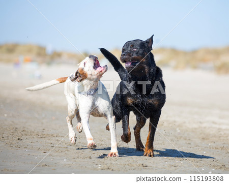 rottweiler and boxer 115193808