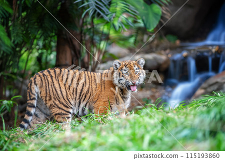 Tiger cub in the wild. Baby animal in green grass on waterfall background 115193860