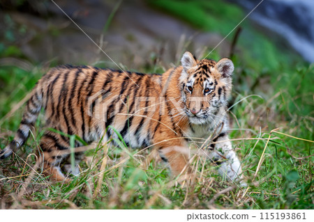 Tiger cub in the wild. Baby animal in green grass on waterfall background Tiger cub in the wild. Baby animal in green grass on waterfall background 115193861