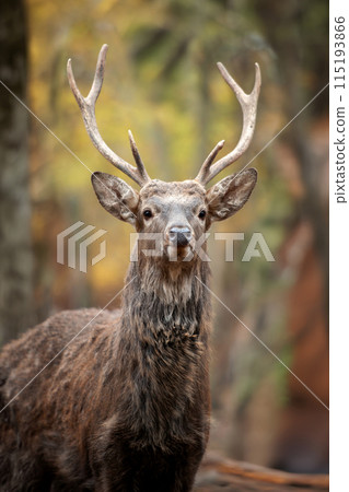 Deer standing in middle of forest 115193866