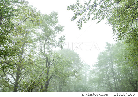 霧山毛櫸森林 115194169