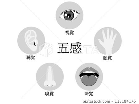 人類感官/五感的單色插圖 115194170