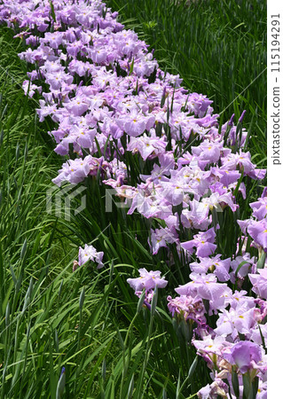 First Mirror and Iris First Mirror and Iris 115194291
