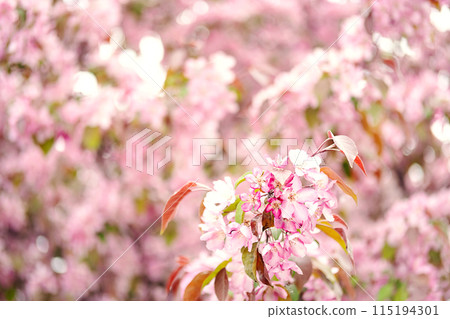 Gentle blossoms in the springtime. Gentle blossoms in the springtime. 115194301