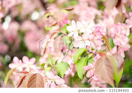 Close up of pink apple blossom. 115194303