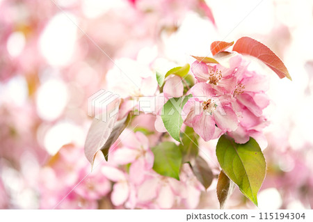 Detail of apple tree flower in bloom. 115194304