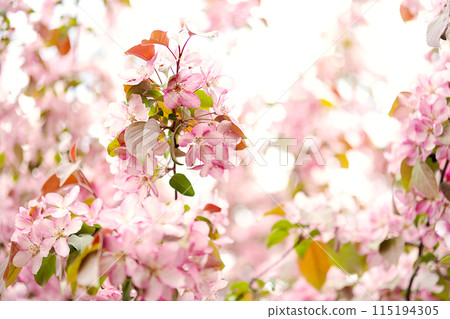 Detail of apple tree flower in bloom. 115194305