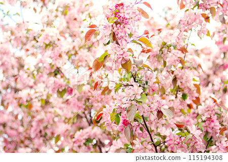 Gentle blossoms in the springtime. 115194308
