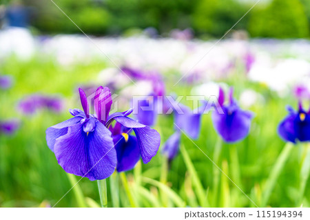 藍紫色的鳶尾花 藍紫色的鳶尾花 115194394