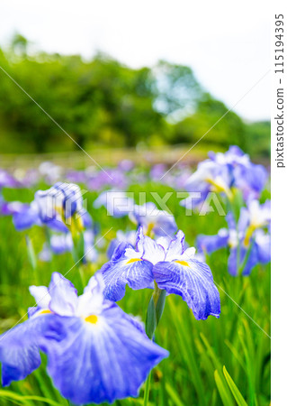 初夏公園裡鳶尾花盛開 初夏公園裡鳶尾花盛開 115194395