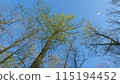 Forest In Spring In Clear Sunlight With An Opening Against Blue Sky. Tall Oak With Green Foliage. Oak Leaves Of Tree On Blue Sky Background. 115194452