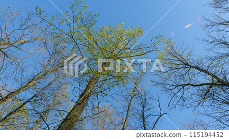 Forest In Spring In Clear Sunlight With An Opening Against Blue Sky. Tall Oak With Green Foliage. Oak Leaves Of Tree On Blue Sky Background. 115194452