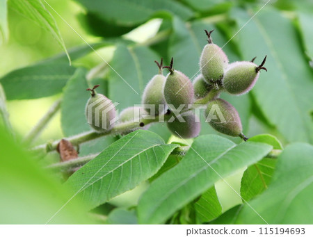 Young nuts of the growing Japanese walnut tree Young nuts of the growing Japanese walnut tree 115194693