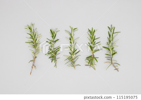 Rosemary, white background and rosemary branches, five rosemary stalks lined up Rosemary, white background and rosemary branches, five rosemary stalks lined up 115195075