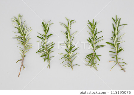 Rosemary White background and rosemary branches Background material Rosemary White background and rosemary branches Background material 115195076