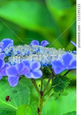 Beautiful hydrangea flowers shining in the natural forest (close-up) 115195115