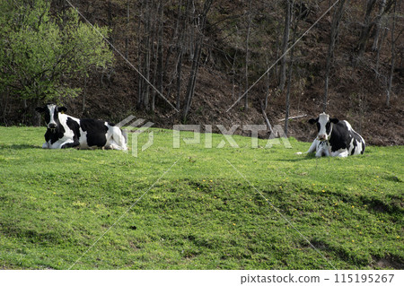Hokkaido ranch in early spring Hokkaido ranch in early spring 115195267