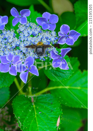 A bee (bumblebee) flying up on a beautiful hydrangea flower that stands out in the natural forest (close-up) Copy space material 115195305