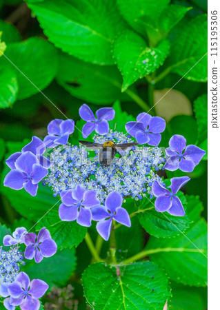 A bee (bumblebee) flying up on a beautiful hydrangea flower that stands out in the natural forest (close-up) Copy space material A bee (bumblebee) flying up on a beautiful hydrangea flower that stands out in the natural forest (close-up) Copy space material 115195306
