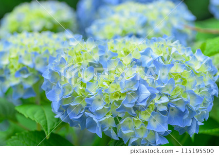 Beautiful hydrangea flowers shining in the natural forest (close-up) Beautiful hydrangea flowers shining in the natural forest (close-up) 115195500
